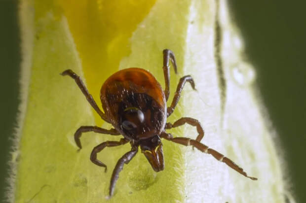 Доцент Баньковская рассказала, когда клещи должны выйти из спячки