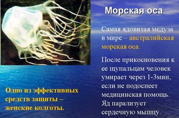 Самая опасная медуза в мире (Топ-5)