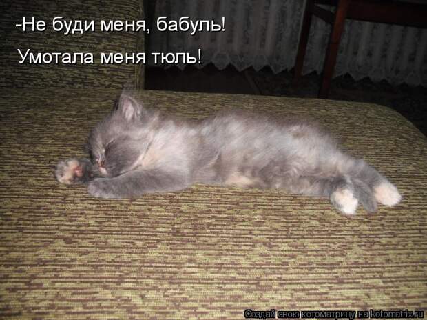 Котоматрица - -Не буди меня, бабуль! Умотала меня тюль!
