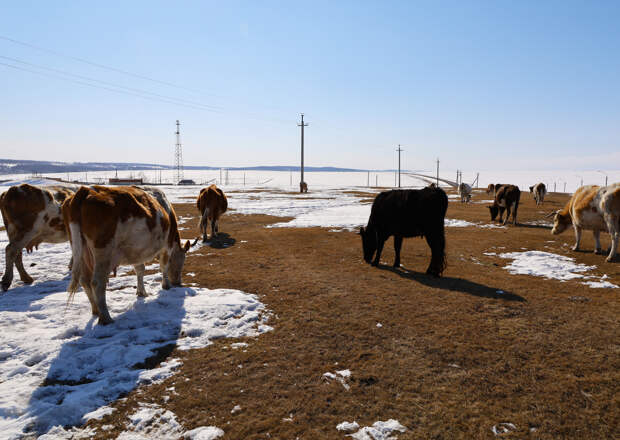 Появились подробности о найденной в регионе России свалки десятков коровьих туш