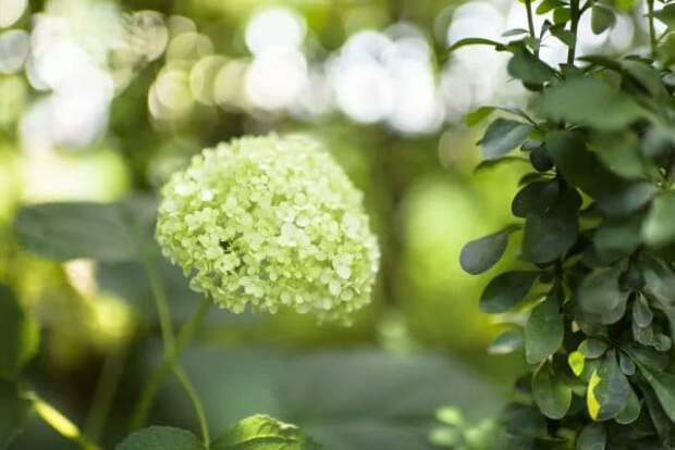 Зеленый цветок гортензия