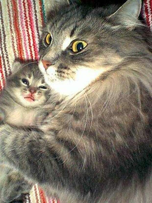 Картинка 27 из 69737