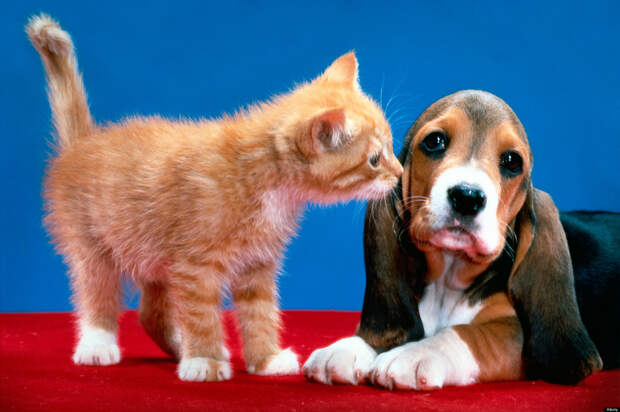 Kissing Animals