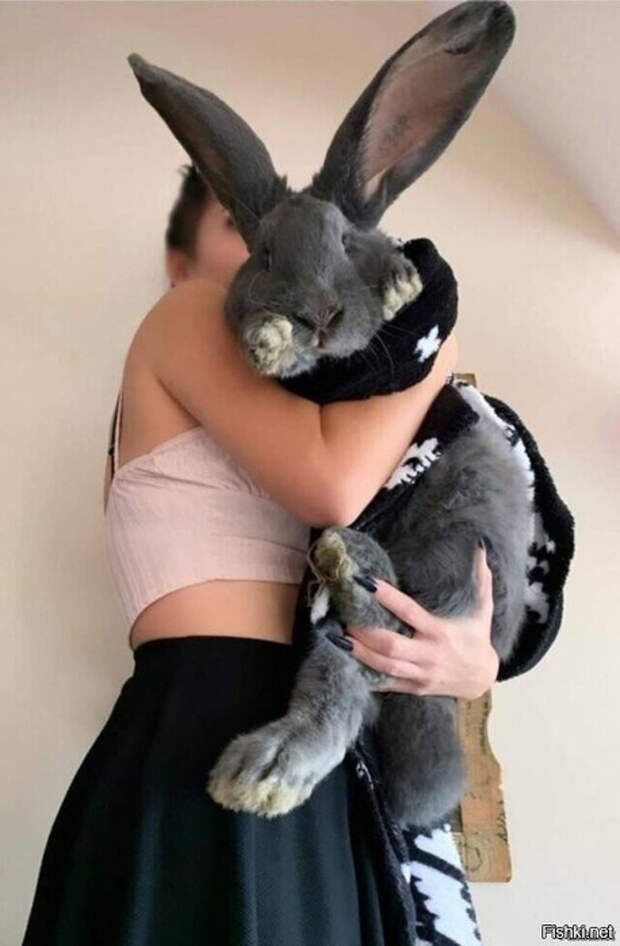 c6bce11ec165519b67499ddf4ab3a72a (458x700, 218Kb)