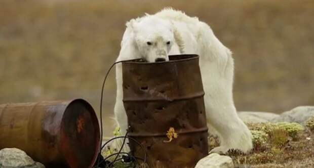 Экологи предупреждают, что белые медведи исчезнут в скором времени, если человечество не остановит выбросы парниковых газов и не начнет бороться за спасение этих хищников видео, глобальное потепление, голод, животные, медведь, проблема, смерть
