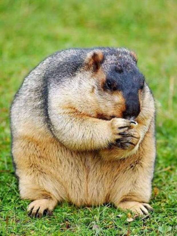 Это не только ценный мех (7 фото)