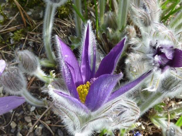 Прострел (Pulsatilla)