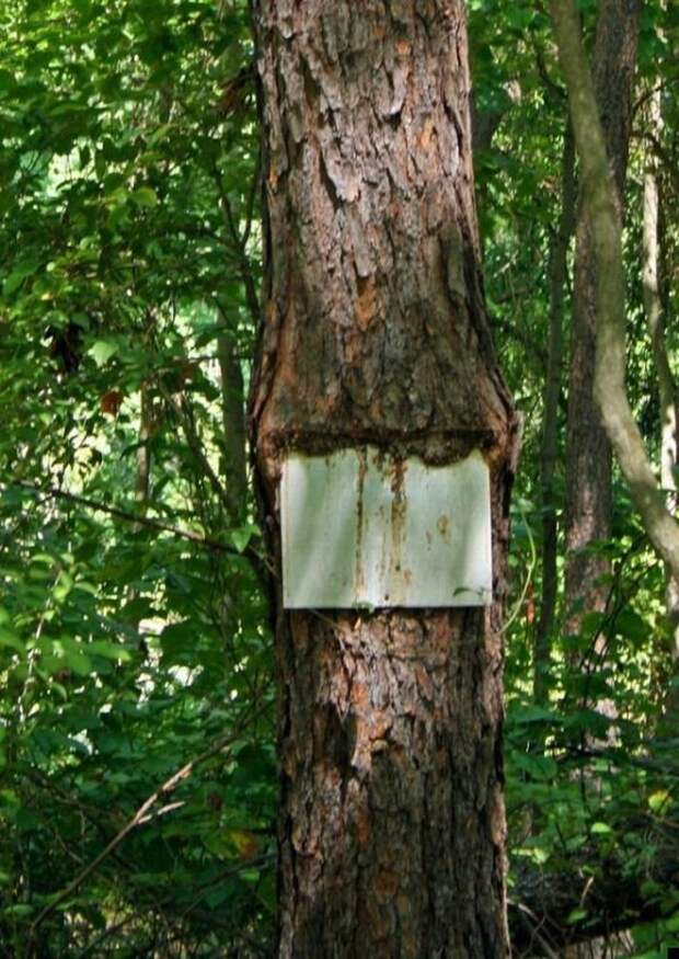 Сила природы (25 фото)
