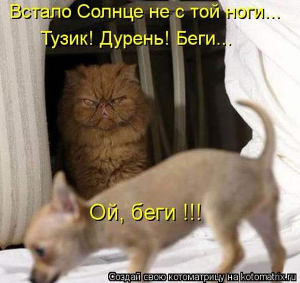 Котоматрицы(картинки с надписями)
