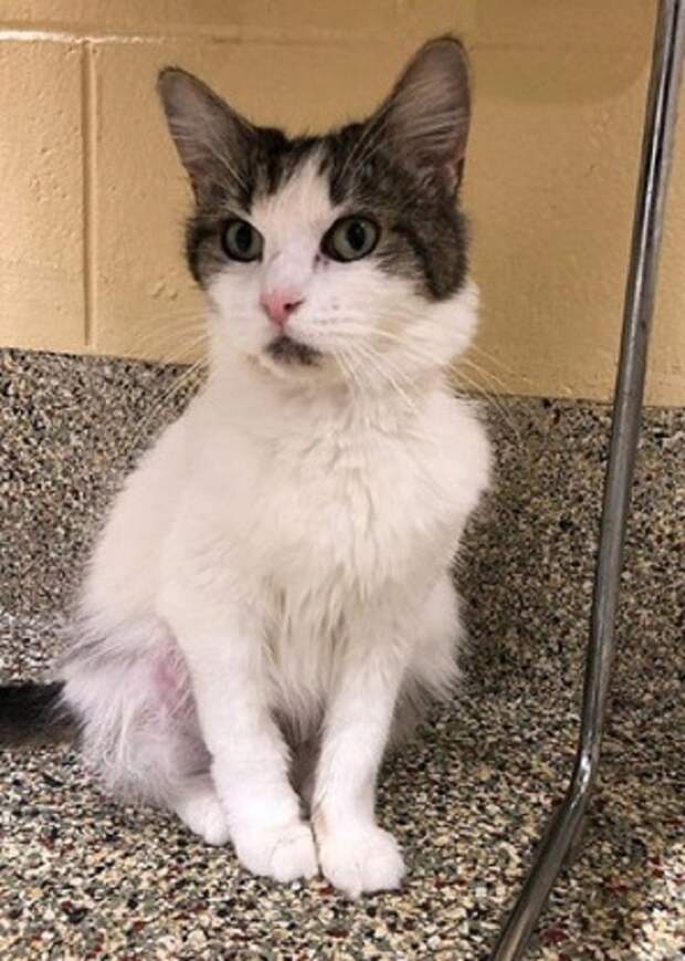 Злая кошка Кошка сидит