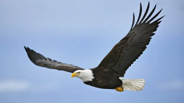 Тамбовскому центру охраны хищных птиц присвоили официальный статус