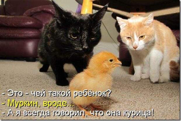kotomatritsa_a