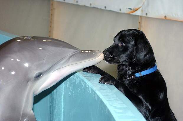 dolphins15 dolphins15 Самые удивительные факты о дельфинах