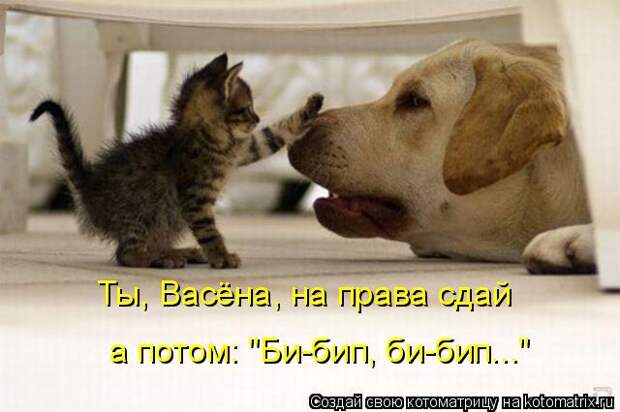 Котоматрица: Ты, Васёна, на права сдай  а потом: "Би-бип, би-бип..."