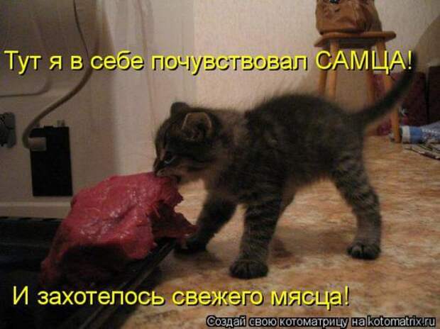 Котоматрицы (картинки с подписями)