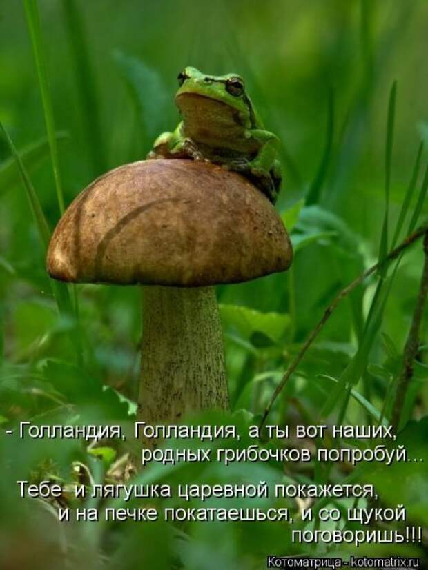 Котоматрицы (картинки с подписями)