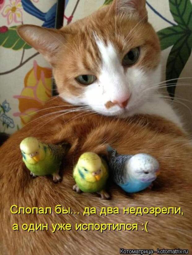 Котоматрицы (картинки с надписями)