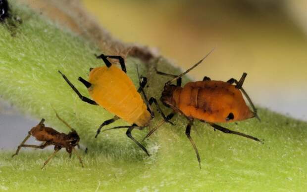 the-10-deadliest-insects-in-the-world-1