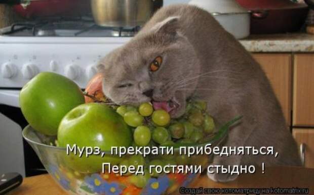 Лучшие котоматрицы недели (28 фото)