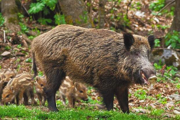 Об исследовании проб биологического материала, отобранного от дикого кабана на трихинеллёз.