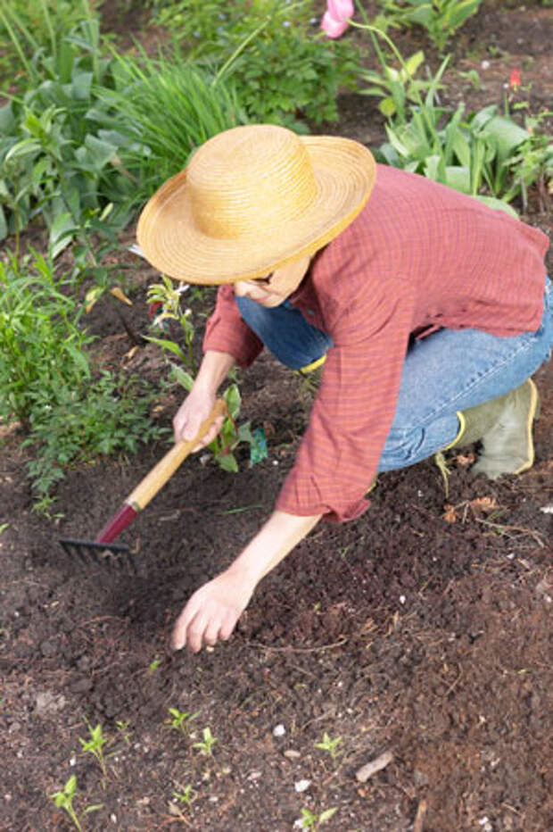 Хватит поливать грядки! Как сохранить влагу в почве: газон и другие способы