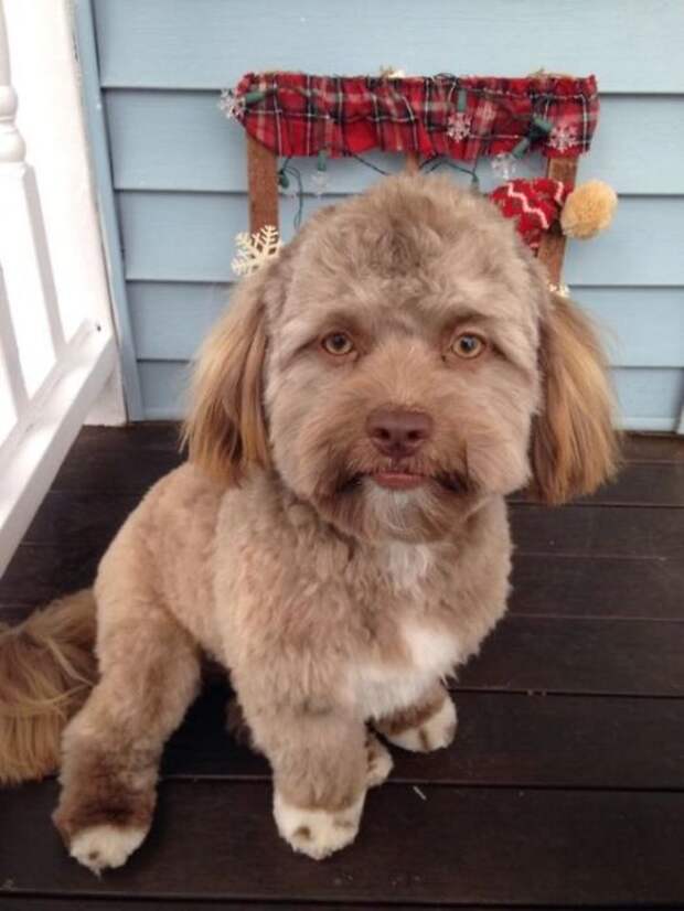 Йоги – собака с человеческим лицом, фото которой наделали шума в Сети