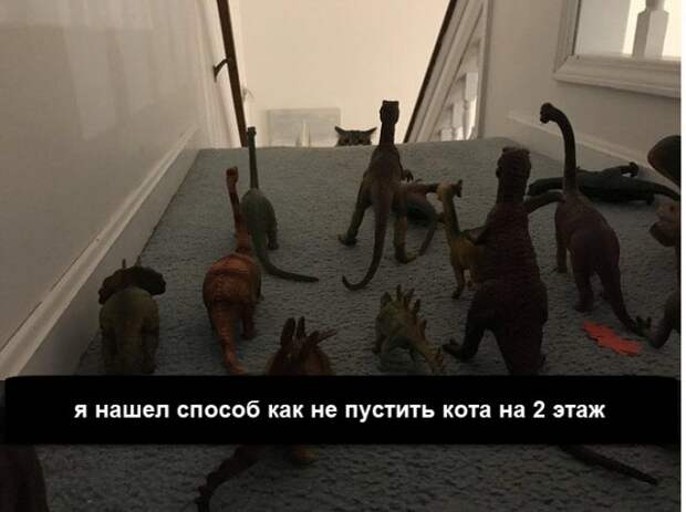 Прикольных котов пост