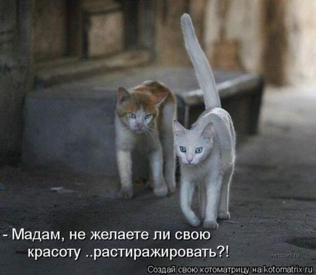 Котоматрицы(картинки с надписями)