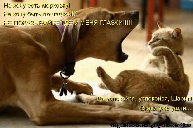 Котоматрица - Не хочу есть морковку! Не хочу быть лошадкой!!! НЕ ПОКАЗЫВАЙТЕ ГДЕ У М