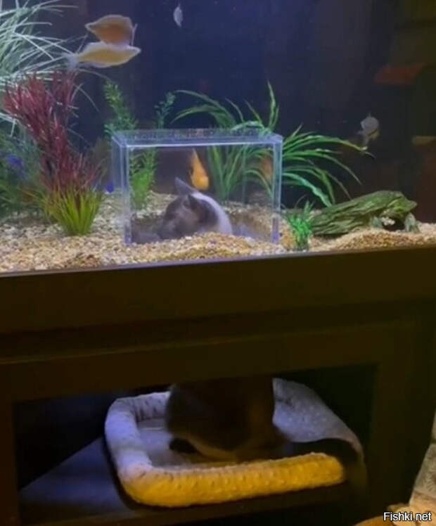 80584213be21be220072e1c781e49a5b (546x659, 166Kb)