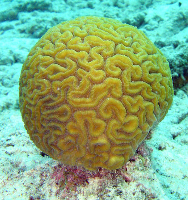 Что представляют из себя кораллы, они живые или растения