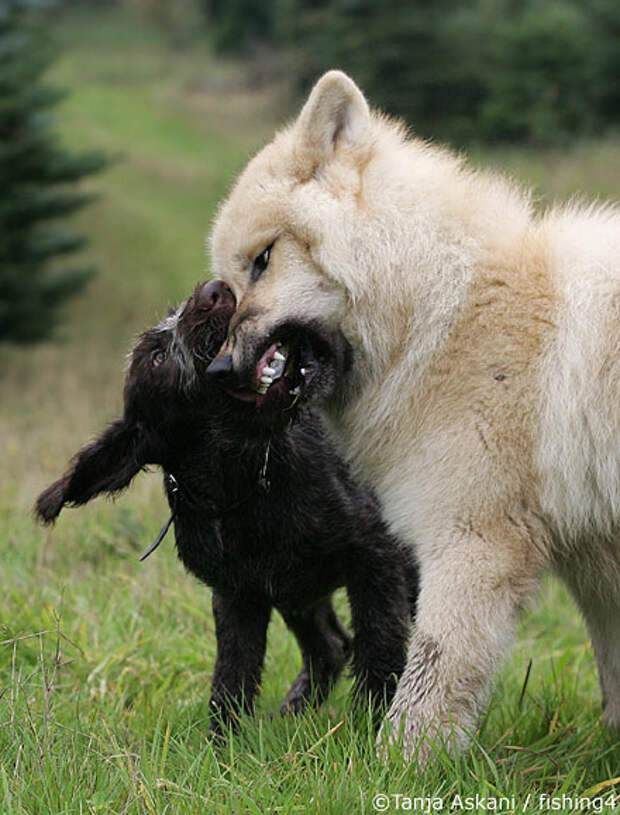 Волк и собака (24 фото)