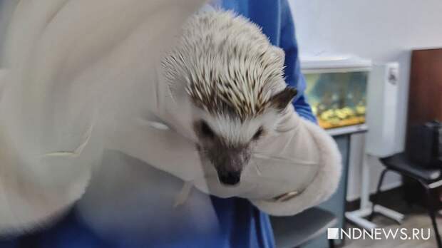 Мороз и солнце: ежиха Снежа предсказала погоду на весну