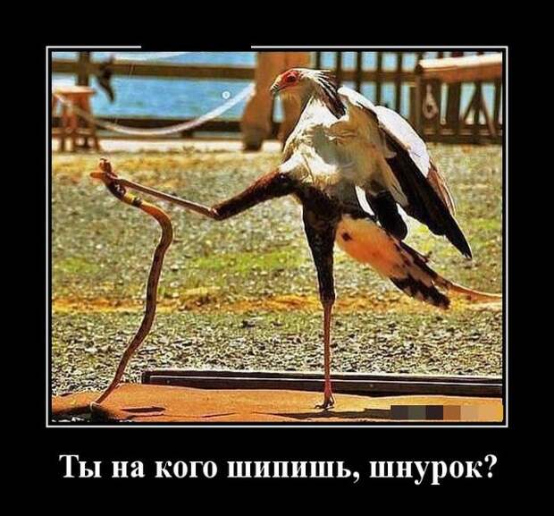 Демотиваторы (30 фото)