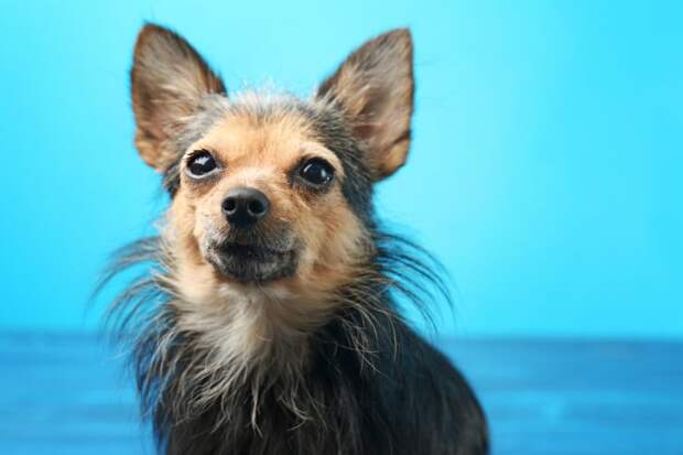 Как электрик хотел поиграть с собачкой, но случайно обидел мою жену