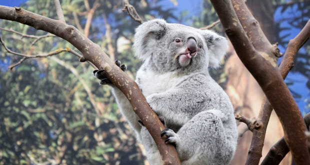 Зачем коалы лижут стволы деревьев