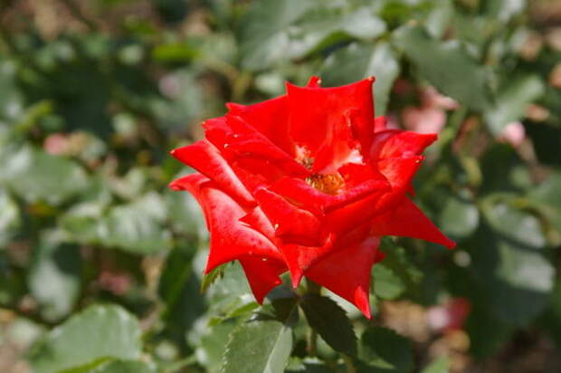 Роза садовая сорт Anabell, фото автора