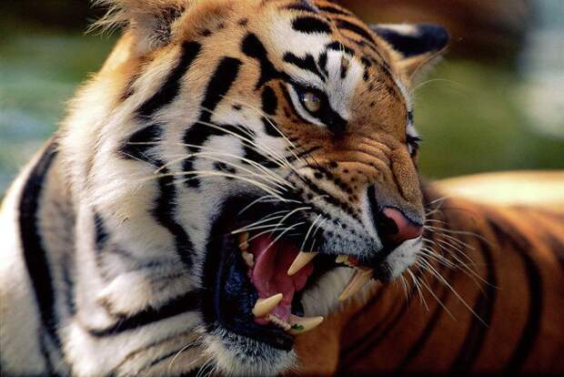 Самые страшные животные по версии WWF wwf, животные