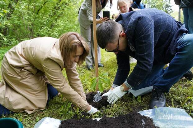 Потомков трехсотлетнего дуба из Летнего сада высадили в Томске