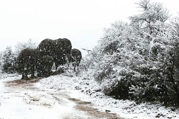 В Африке выпал снег, жирафы и слоны гуляют по белоснежному ковру