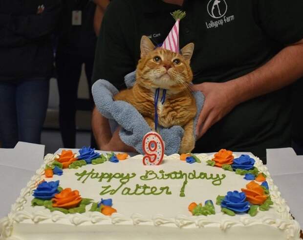 Недавно Уолтеру исполнилось девять лет - дату отмечали всем приютом! истории спасения, кот, коты, кошки, мило, фото