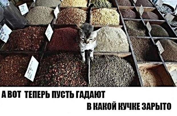 Картинки с котами и про котов