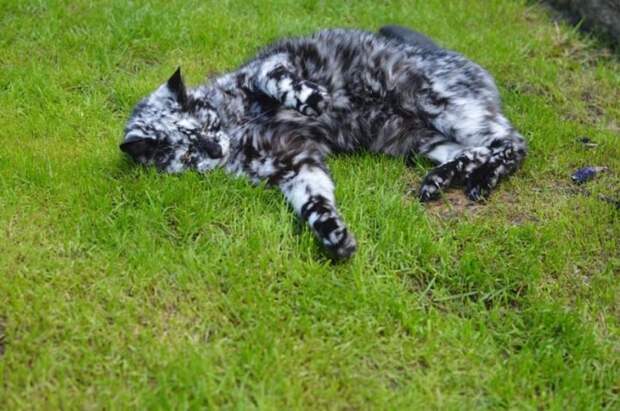 06-scrappy-the-cat-710x471