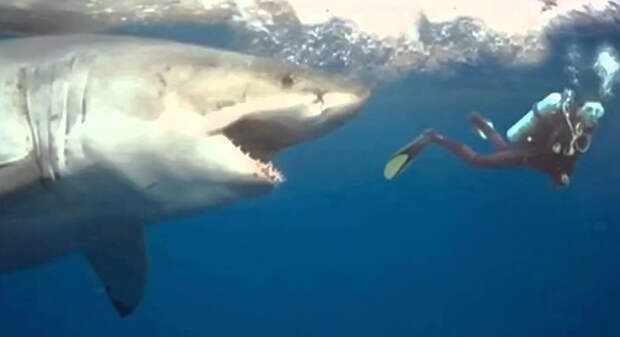 Акула атакует человека