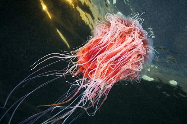 Подводный мир прекрасен 15. Медузы