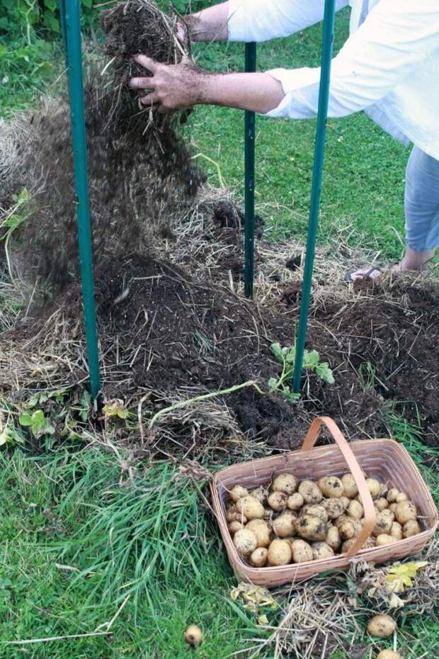 Когда мало места: оригинальный способ посадки картофеля в высоту