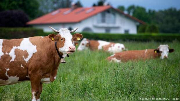 Спор об этих колокольчиках в баварском Хольцкирхене продолжался пять лет Спор об этих колокольчиках в баварском Хольцкирхене продолжался пять лет