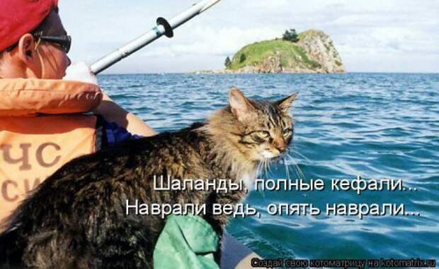 Котоматрица свежак (36 шт)