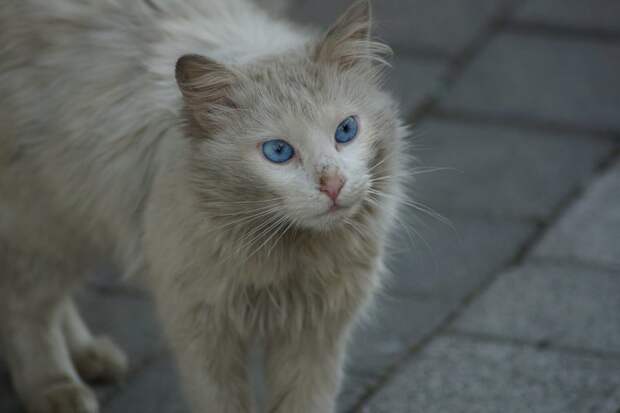 Очень колоритные уличные коты город, животные, кот, кошка, улица, уличные кошки, эстетика