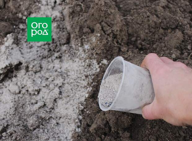 Посев томатов под зиму: за и против